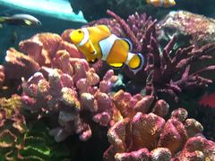 -暹罗海洋世界