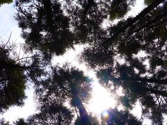 -玉苍山国家森林公园