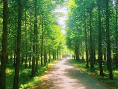 -黄海国家森林公园