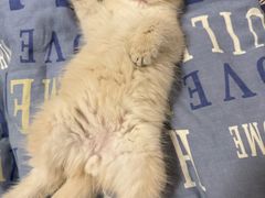 -lincat·猫舍(广州店)