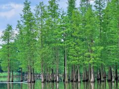 -白鹭湾湿地公园