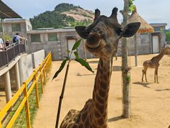 -西霞口神雕山野生动物世界
