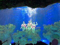 -芜湖新华联大白鲸海洋公园