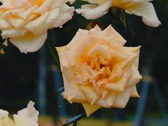-香蜜公园