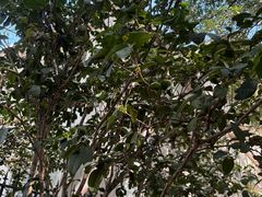-海悦山庄酒店-花园泳池