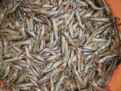 -浪琴湾尾角仔海鲜坊