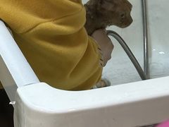 -十年猫舍·猫咪专门店(普陀店)