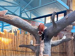 -石家庄市动物园