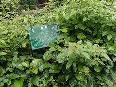-广西壮族自治区药用植物园