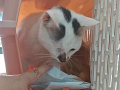 -瑞派长江宠物医院·猫科·外科·24小时夜护(谊城公寓分院)