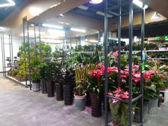 -大自然花鸟鱼虫市场