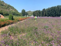 -紫海香堤香草艺术庄园