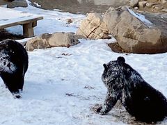 -石家庄市动物园