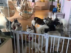 -Husky Go! 哈士奇体验馆·宠物咖啡厅狗咖