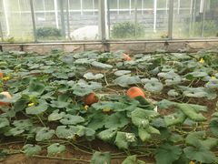 -东南花都花博园