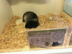 android_upload_pic-龙猫仔乐园(惠福东路店)