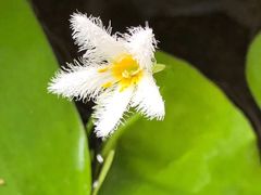 -双季花艺园艺市场(浦东店)