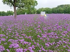 -同里国家湿地公园