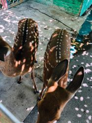 -萌宠亲子动物乐园(槐房万达店)