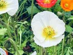 -东莞植物园