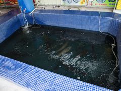 -鸿渡渔庄·特色鸭咀鱼