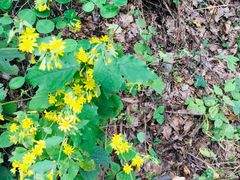 -帽儿山国家森林公园