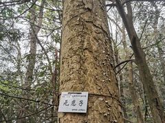 -九曜山