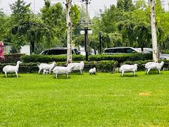 -九十九顶毡房(阜石路店)