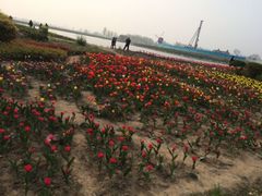 -荷兰花海