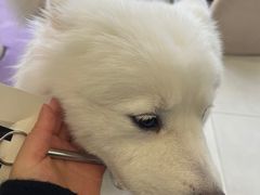 -怪兽屋·羊驼·猫咖·狗咖(俊华广场店)