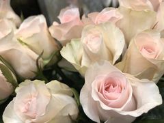 -双季花艺园艺市场(浦东店)
