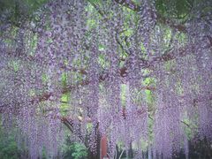 -嘉定紫藤园