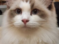 -滚猫咖啡·猫咖·猫友好撸猫(未来城店)