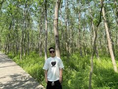 -合肥滨湖国家森林公园