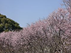 -无锡梅园公园