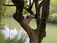 -西溪国家湿地公园