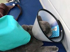 -佳雯宠物医院(金华南路分院)