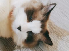 -猫十亿·布偶金渐层·曼基康矮脚猫舍(青年路店)