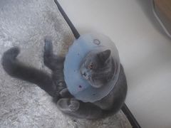 -宠爱国际动物医院· 猫科· 外科·中兽医(长白店)