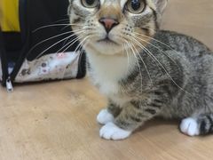 -瑞鹏宠物医院·宠保定点·心脏科·内科(御桥分院)