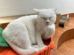 -有猫主题·治愈系猫咖(曾厝垵店)