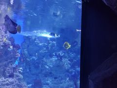 -烟台海昌鲸鲨海洋公园