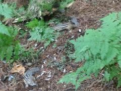 -五营红松林海景区