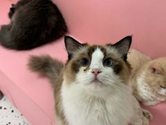 -毛绒耶耶撸宠馆·猫咖·狗咖·荷兰猪咖