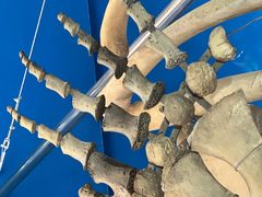 -上海海洋大学鱼文化博物馆(军工路校区)