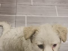 -小志家.野生菌鲜切牦牛肉牛杂火锅