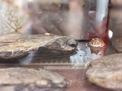 -帕帕拉兹宠物(亚洲旗舰店)