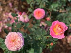 -人民公园(罗湖区)