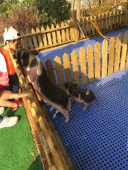 -萌宠亲子动物乐园(槐房万达店)