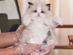 -小猫来了·猫舍(红山六九七九店)